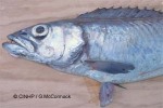 Enlarged Image of 'Epinnula magistralis'